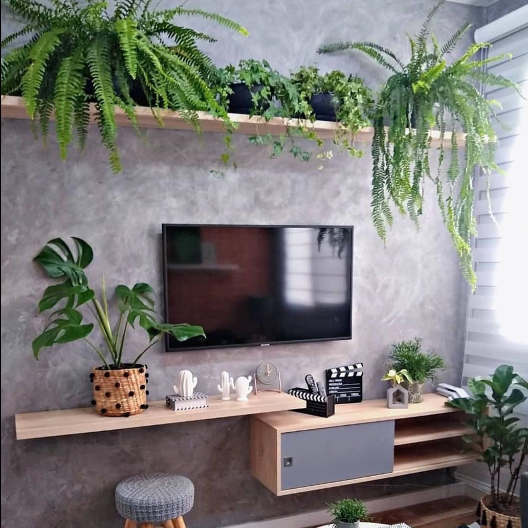 زیباترین گیاهان آپارتمانی